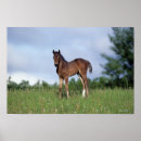 Suche nach thoroughbred poster Gras