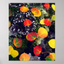 Suche nach aspen poster America