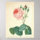 Suche nach hübschste rosen poster Weiß