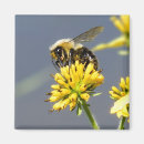 Suche nach hummel magnete Blume
