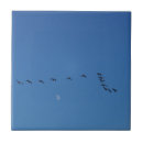 Suche nach vogel foto fliesen Natur