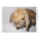 Suche nach naß postkarten Kaninchen