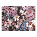 Suche nach pfirsichblüte poster Natur