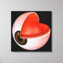 Suche nach menschliches auge poster Ciliary prozesse