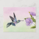 Suche nach hummingbird postkarten Vogelvogel
