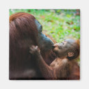 Suche nach orang utan magnete Dschungel