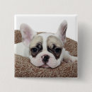 Suche nach französische bulldoggen buttons Stierhund