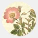 Suche nach vintage botanische drucke aufkleber Rose