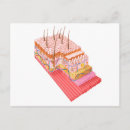 Suche nach menschliche haut poster Anatomie