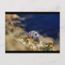 Suche nach verstecken postkarten Vogelvogel