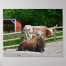 Suche nach longhorn poster Langhorn