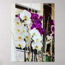 Suche nach orchideen blume poster Für sie