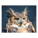 Suche nach uhu poster Raubvögel