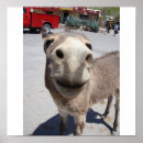 Suche nach jackass Esel
