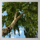 Suche nach birken kunst poster Himmel
