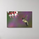 Suche nach kolibri leinwandbilder Flügel