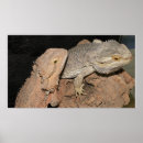 Suche nach dragons poster Lizards