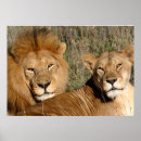 Suche nach weibliche löwen poster Tierwelt