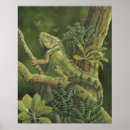 Suche nach gefährdet poster Reptil