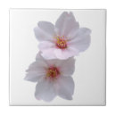 Suche nach kirschblüten fliesen Blume