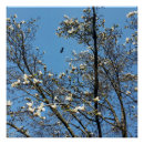 Suche nach blühender baum poster Himmel