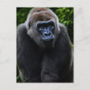Suche nach gorilla postkarten Tierwelt