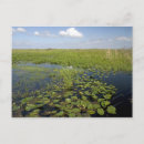 Suche nach everglades postkarten Amerika