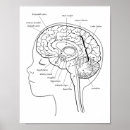 Suche nach gehirn poster Medizin