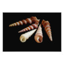 Suche nach muscheln poster Fotografie