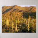 Suche nach arizona kaktus poster Tucson