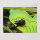 Suche nach kafe postkarten Naturfotografie
