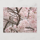 Suche nach sakura poster Flora