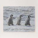 Suche nach baby pinguin puzzle Vogel