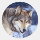 Suche nach grauer wolf aufkleber Foto