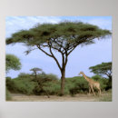Suche nach botswana poster Baum