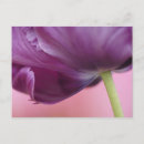 Suche nach unterseite postkarten Blüte