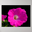 Suche nach schwarze blumen poster Hübsch