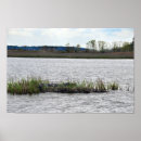 Suche nach amerikanischer alligator poster Amerikanische alligatorin