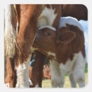 Suche nach kalb aufkleber Rinder