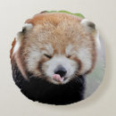 Suche nach roter panda kissen Fotografie
