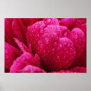 Suche nach pfingstrosen poster Blumig
