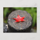 Suche nach herbst blätter postkarten Rot