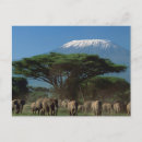 Suche nach amboseli nationalpark postkarten Elefant