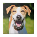 Suche nach lachen fliesen Lustig