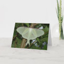 Suche nach motte karten Luna