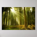 Suche nach kiefernwälder poster Umwelt
