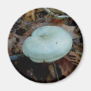 Suche nach mushroom magnete Raupe