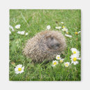 Suche nach igel magnete Natur