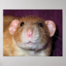 Suche nach dumbo poster Niedlich