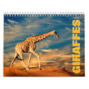 Suche nach giraffen kalender Wild lebende tiere